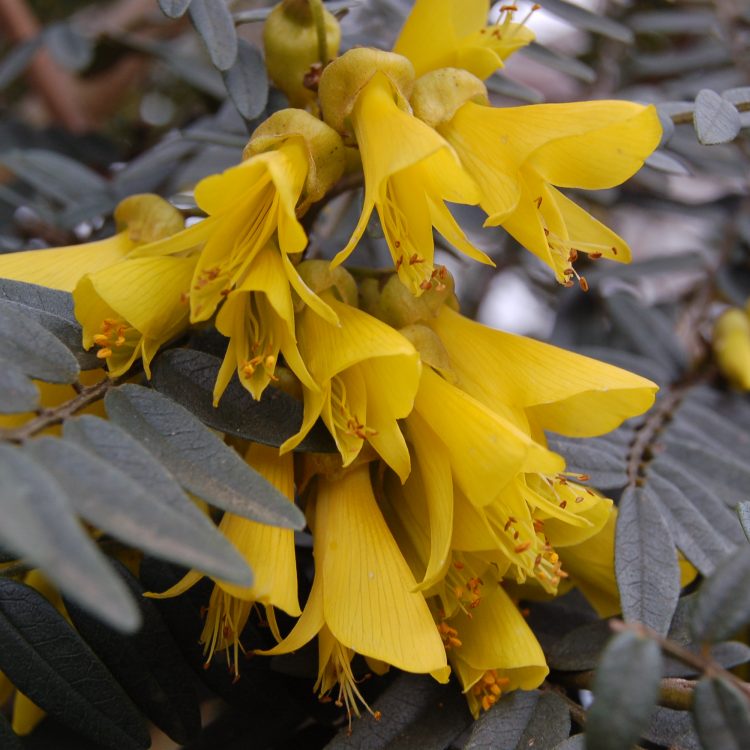 Sophora macrocarpa