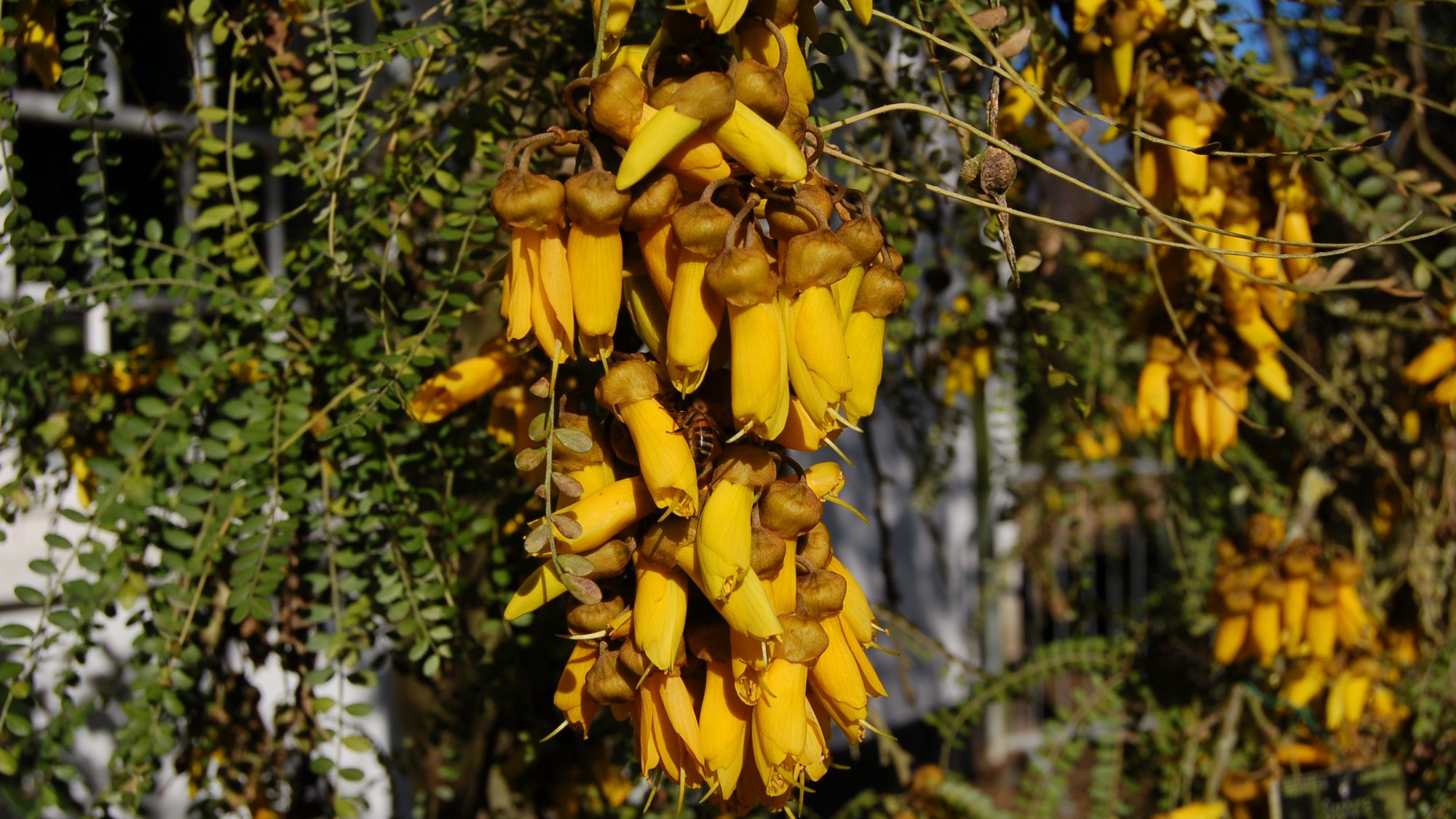 Sophora microphylla