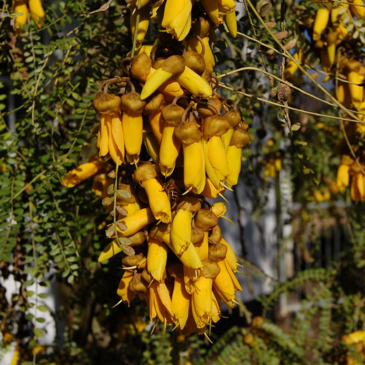 Sophora microphylla