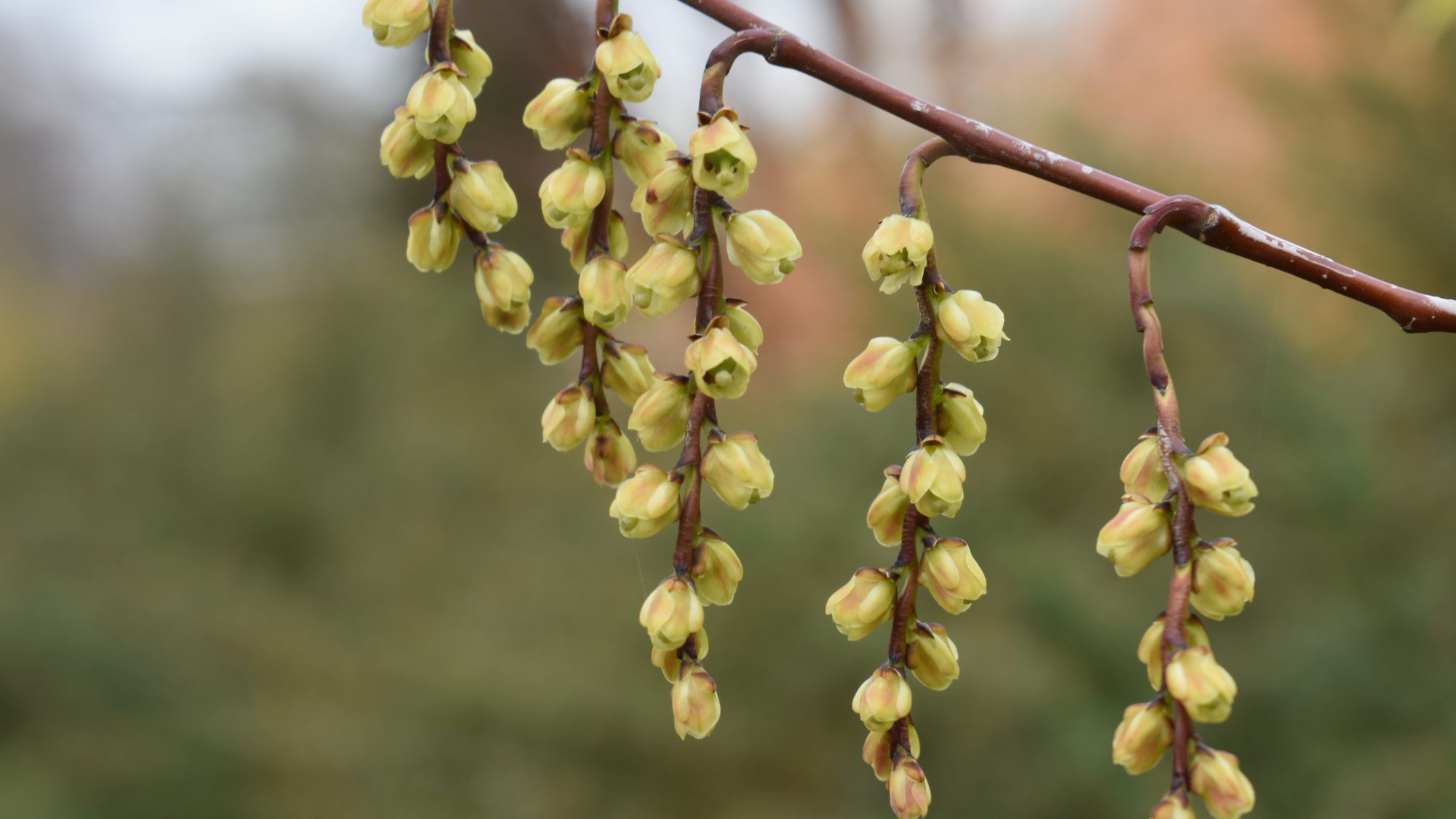 Stachyurus praecox