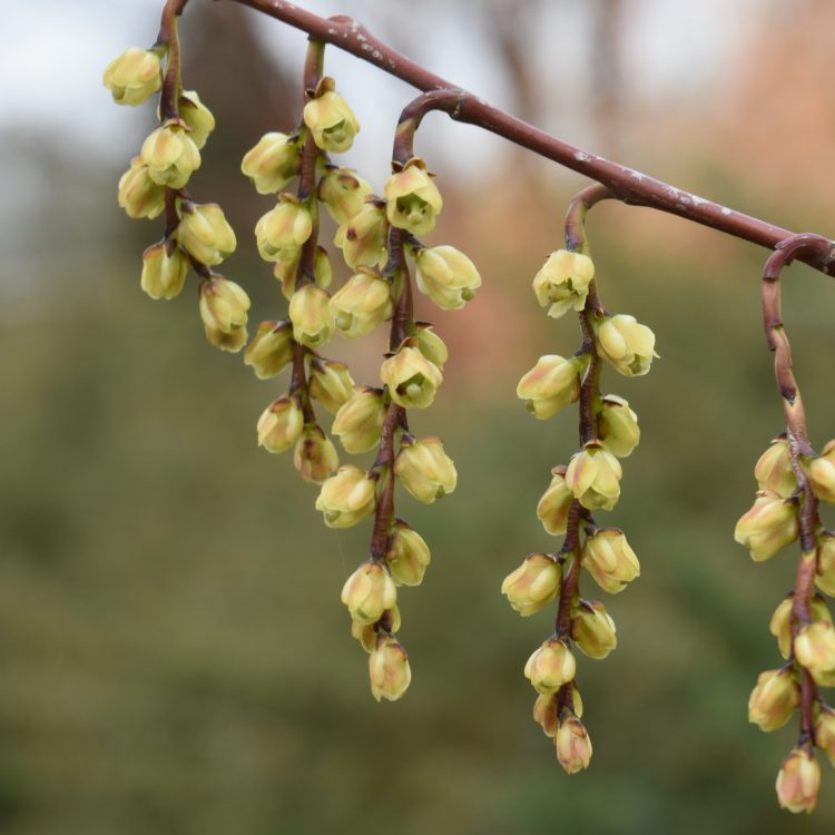 Stachyurus praecox