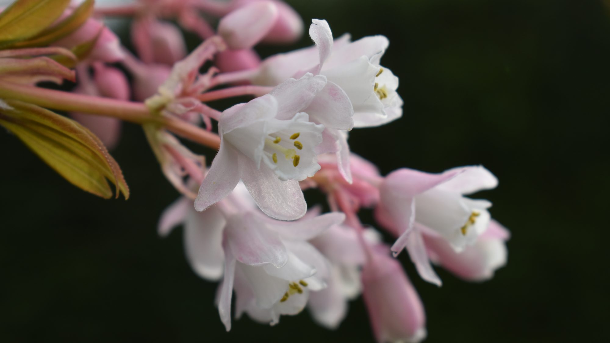 Cluster of tubular pink flowers.