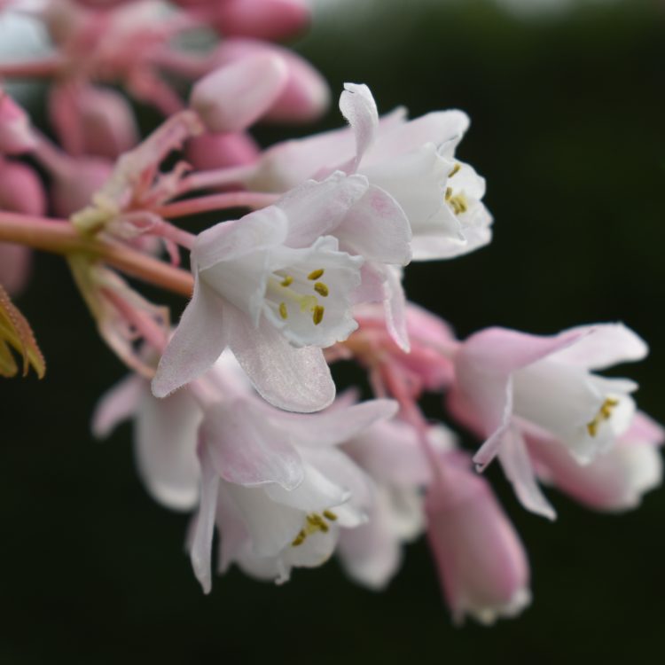 Staphylea holocarpa ‘Rosea’