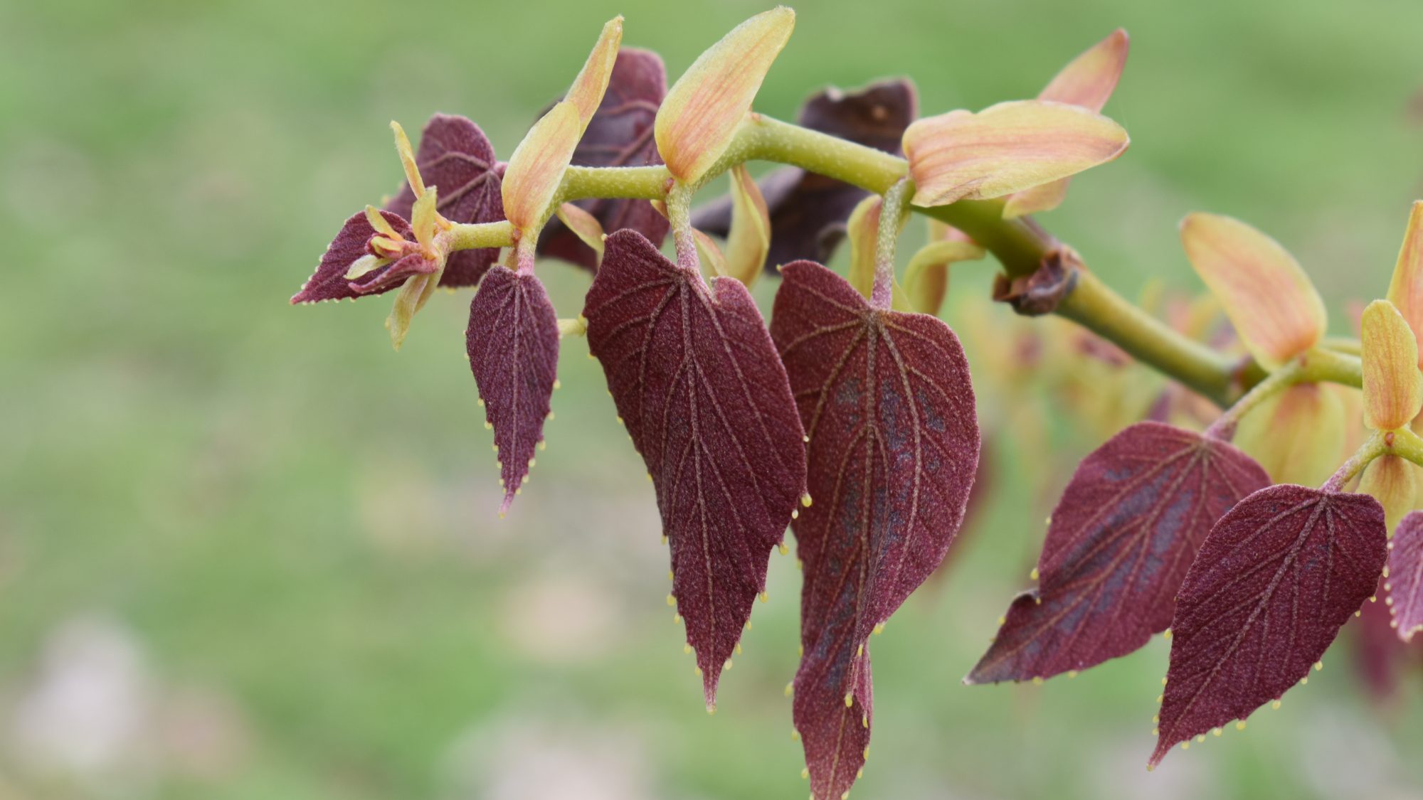 Emerging burgundy leaves.
