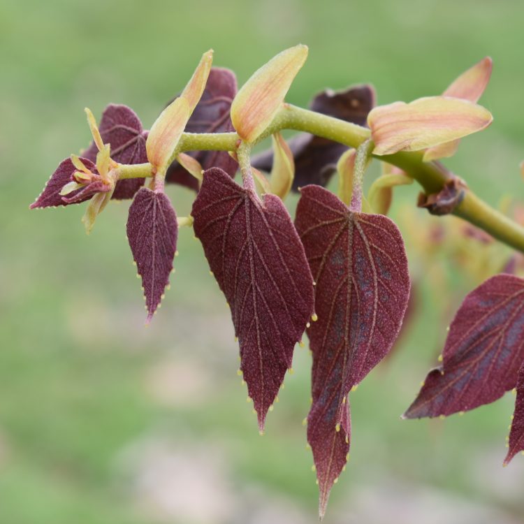 Tilia endochrysea