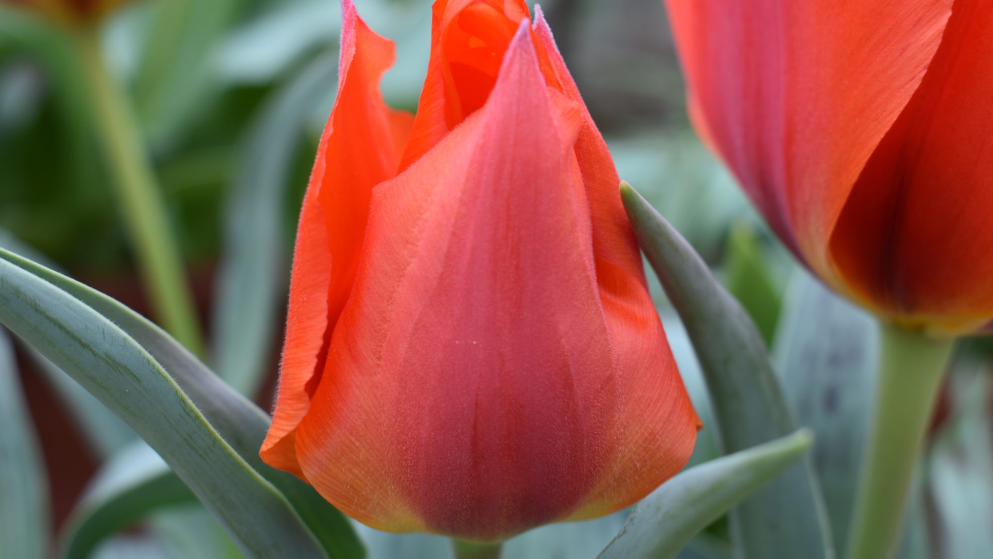 Tulipa greigii