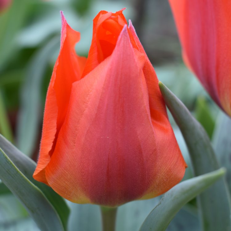 Tulipa greigii