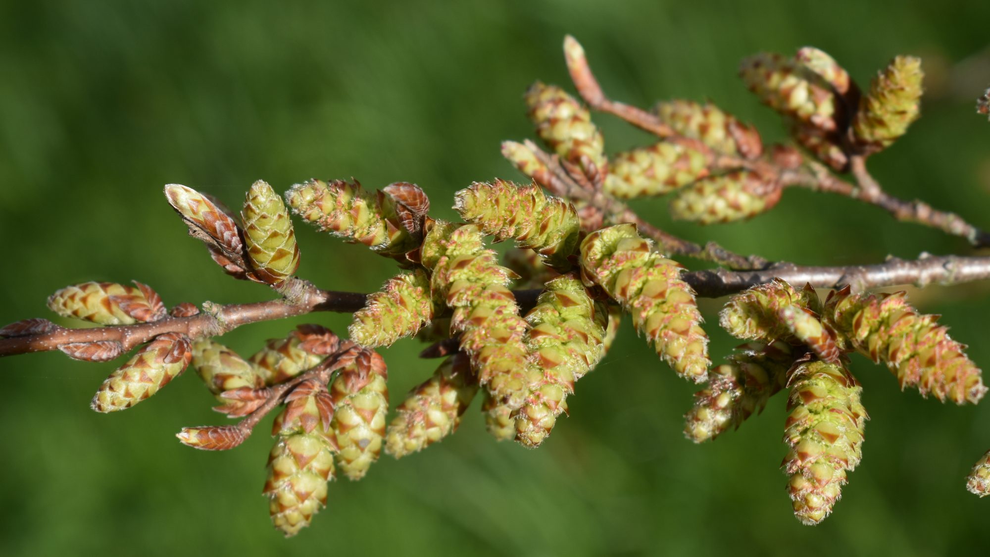 Carpinus turczaninowii
