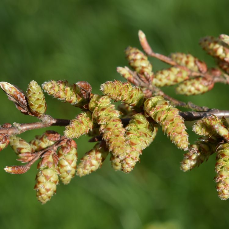 Carpinus turczaninowii