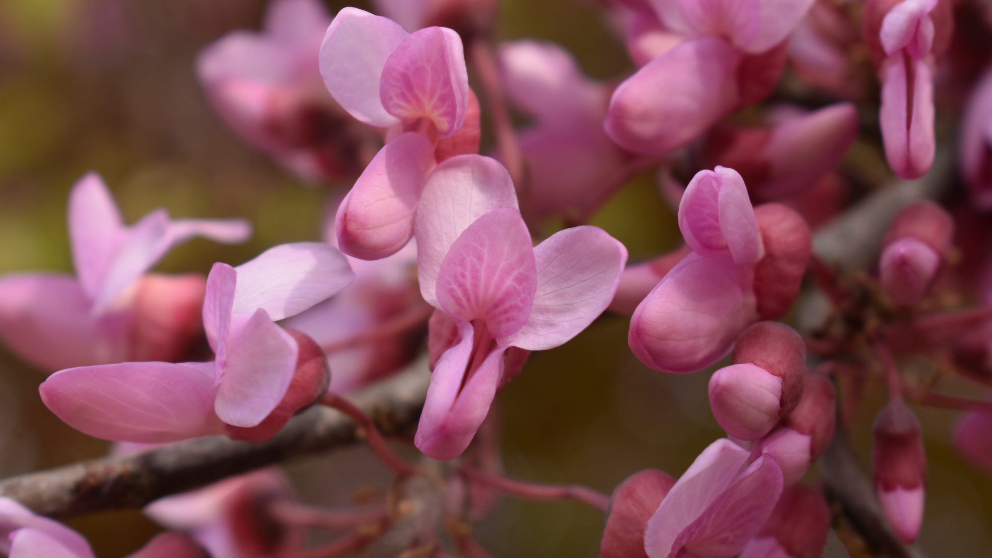 Cercis siliquastrum