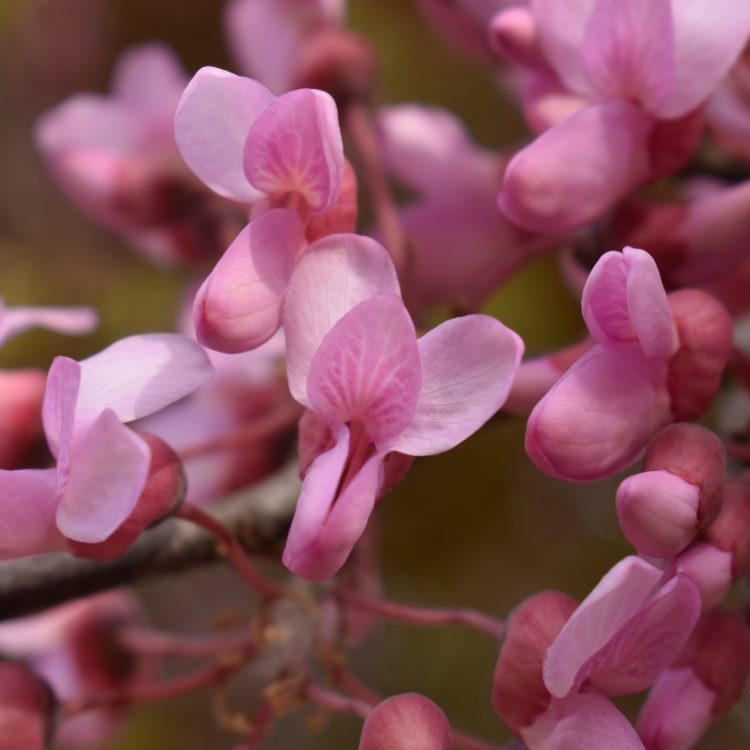 Cercis siliquastrum