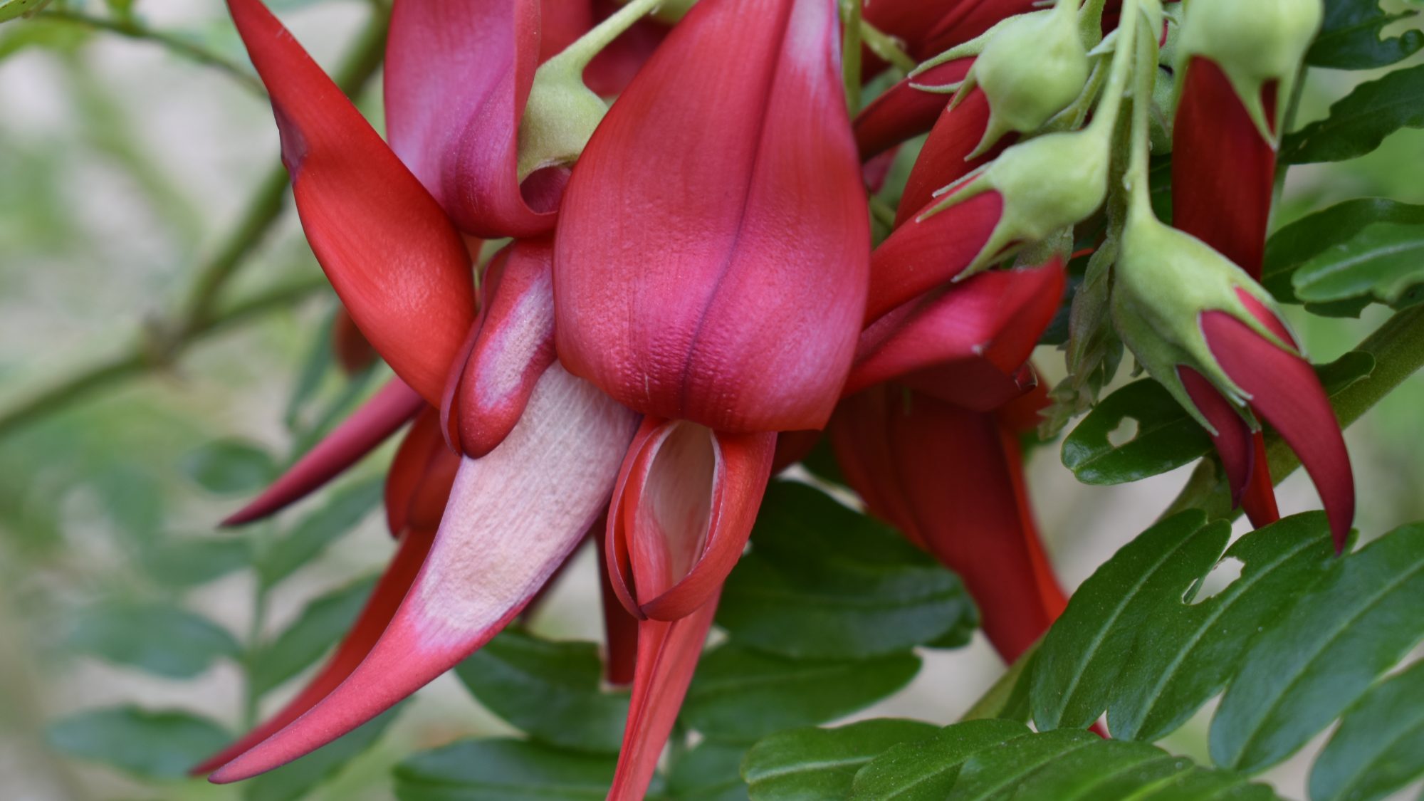 Clianthus maximus