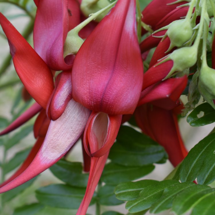 Clianthus maximus
