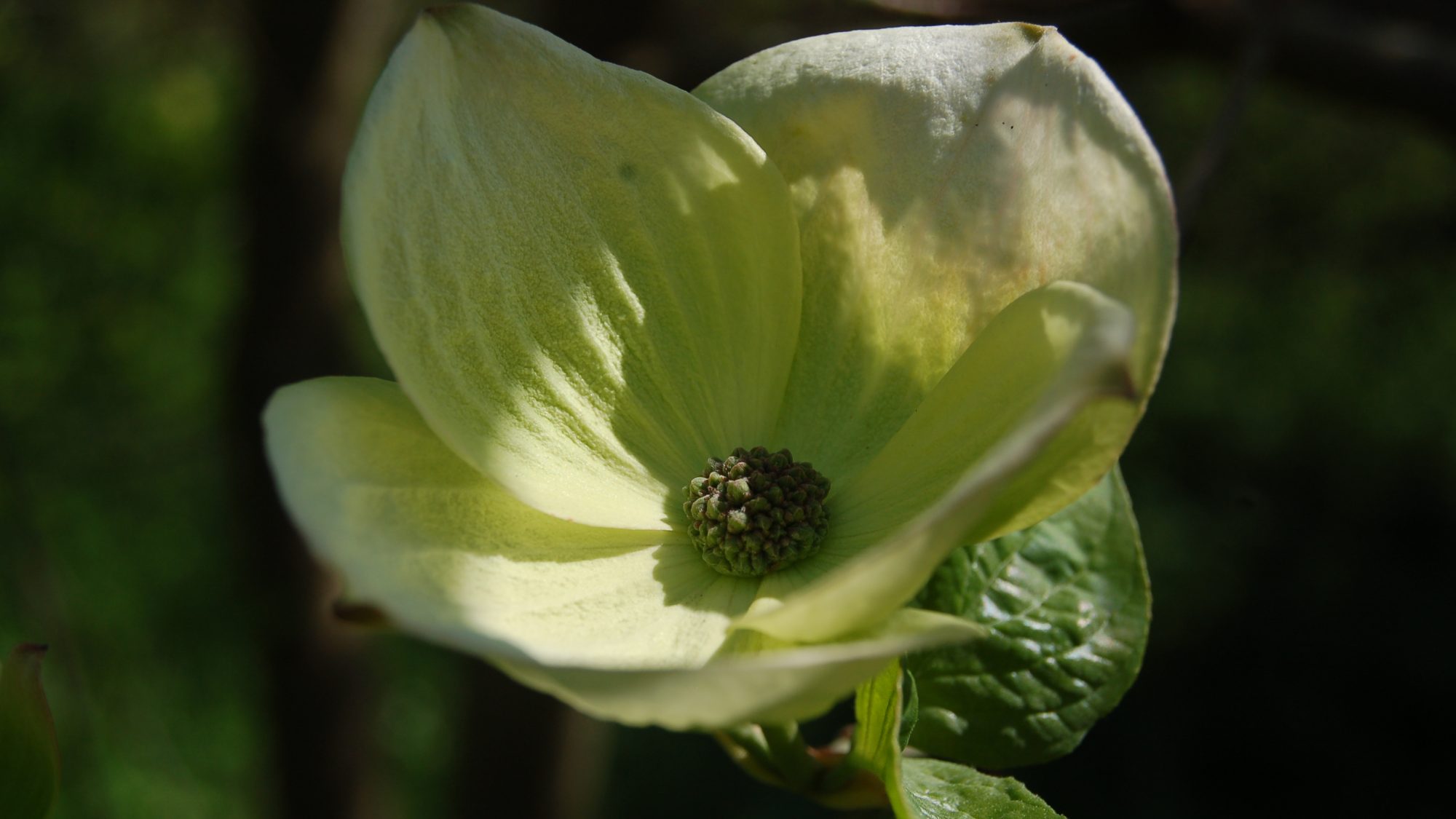 Large-cream-shite bracts surrounding a globular flower head.