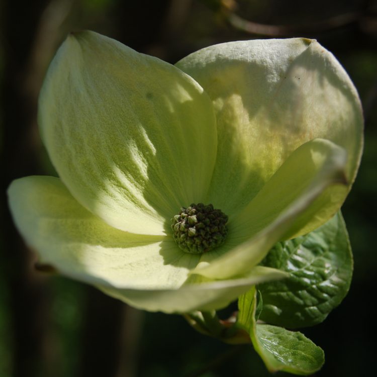 Cornus ‘Eddie’s White Wonder’