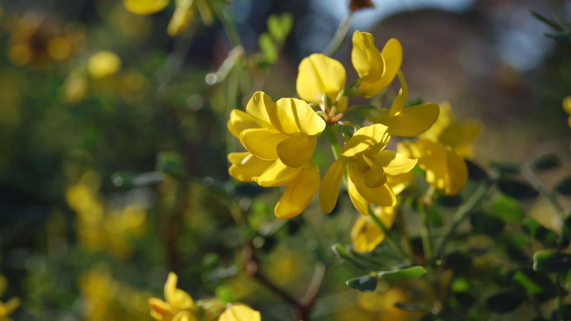 Coronilla valentina ssp. glauca