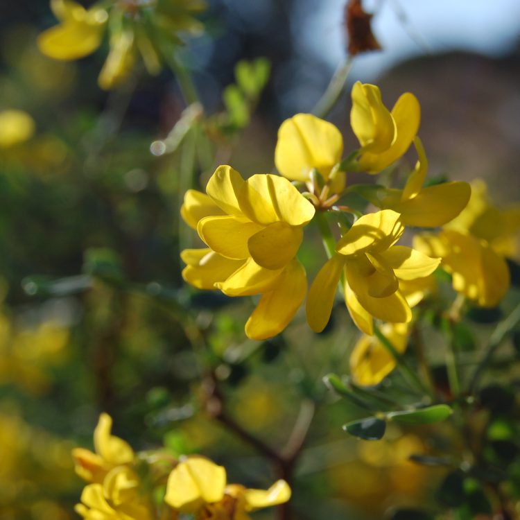 Coronilla valentina ssp. glauca