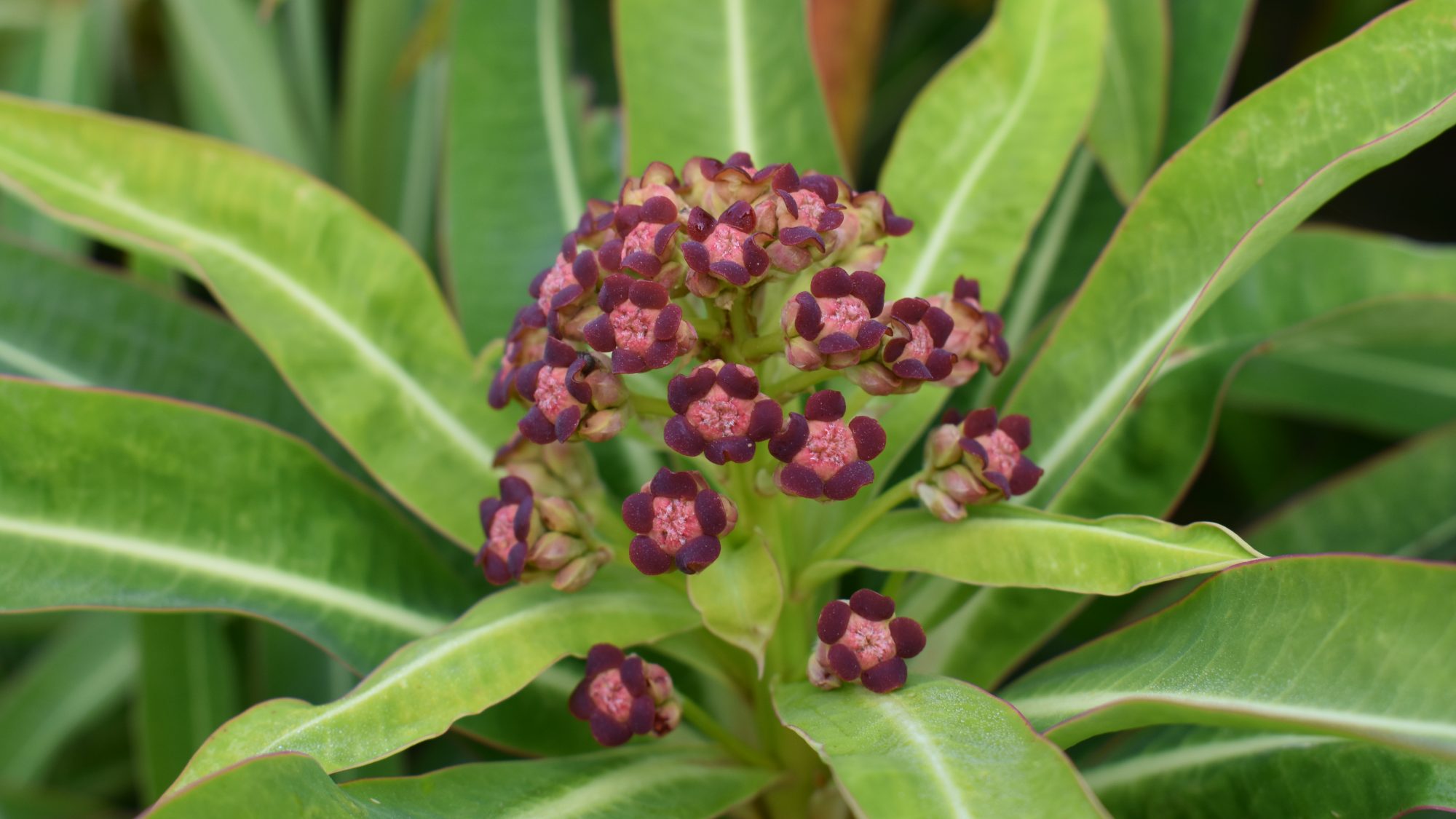 Euphorbia mellifera
