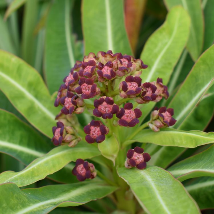 Euphorbia mellifera