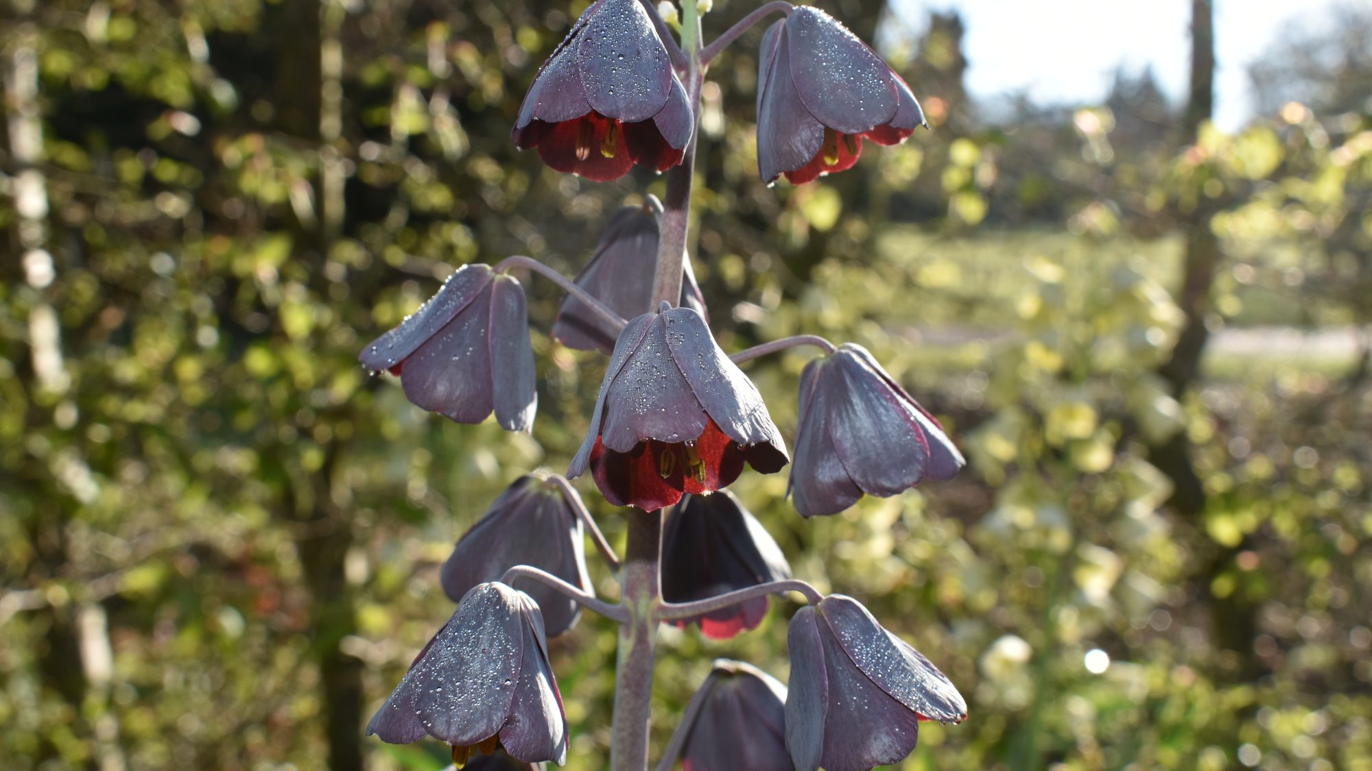 Deep wine-coloured, pendent bells.