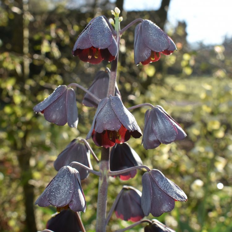 Fritillaria persica ‘Adiyaman’