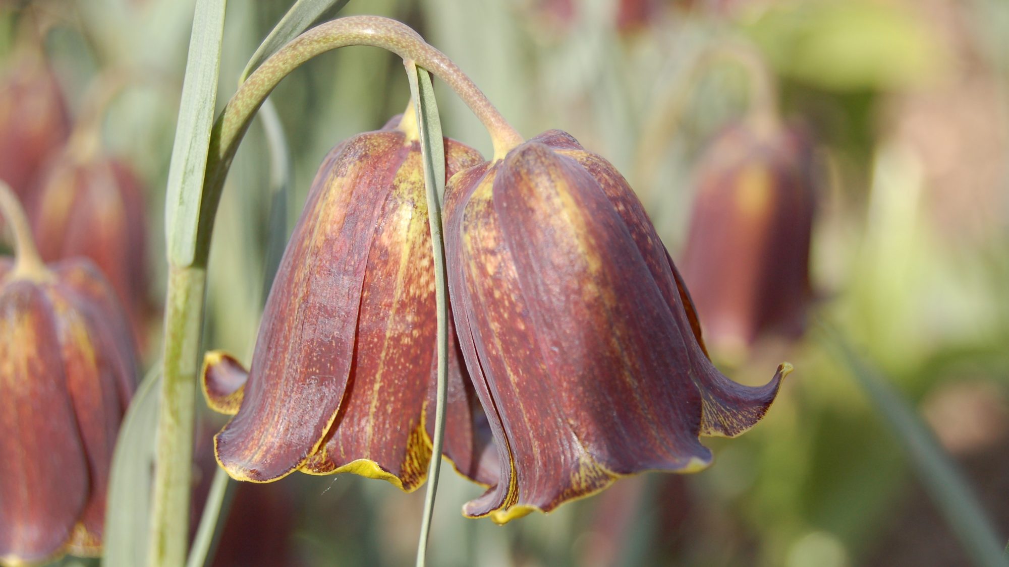 Fritillaria pyrenaica