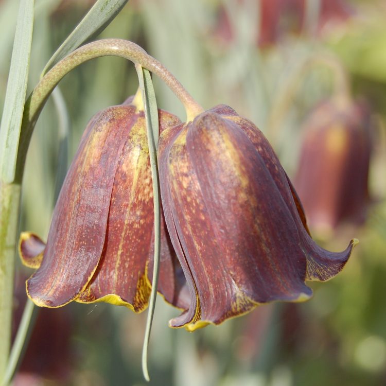 Fritillaria pyrenaica