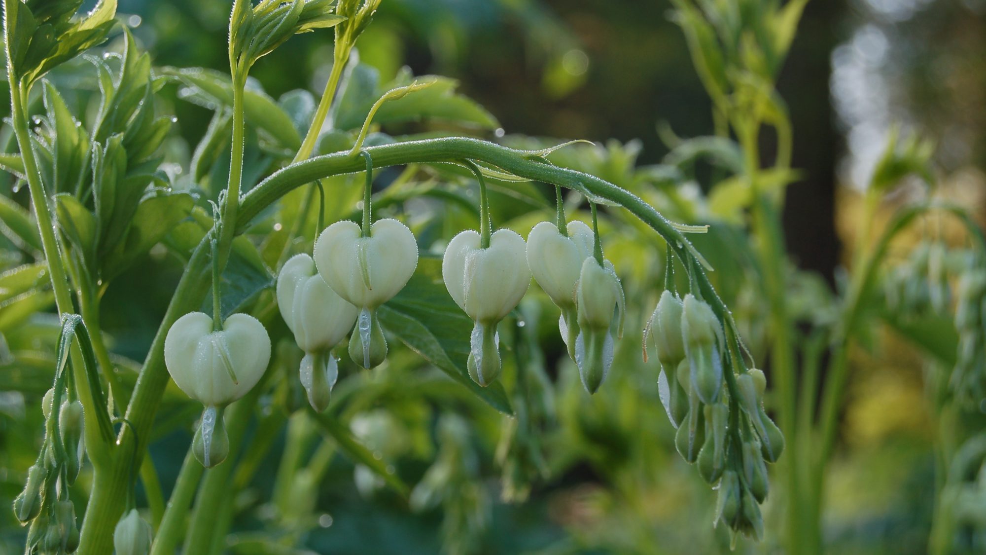 Lamprocapnos spectabilis 'Alba'