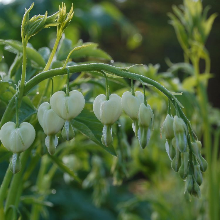 Lamprocapnos spectabilis ‘Alba’