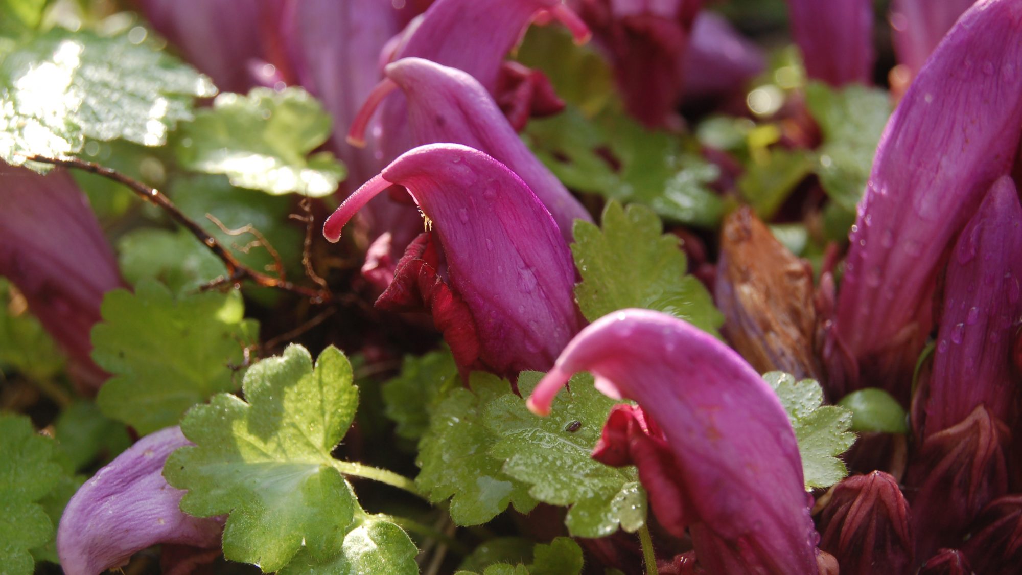 Hooded purple flowers.
