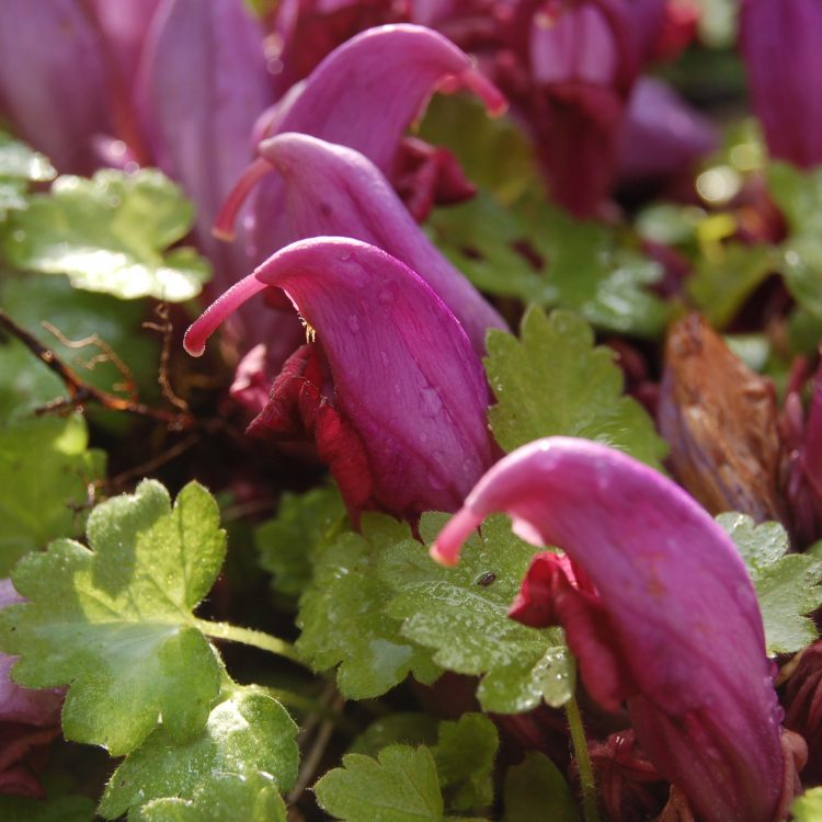 Lathraea clandestina