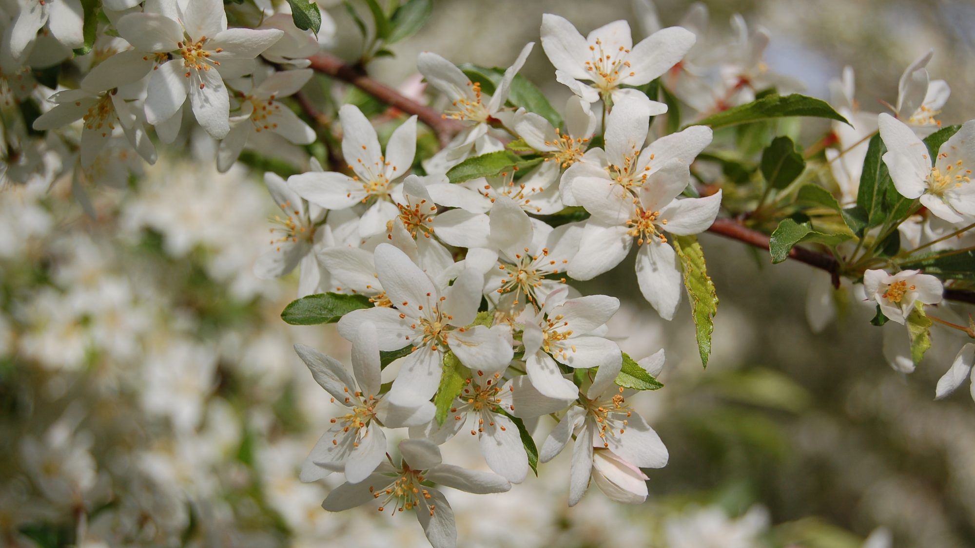 Clouds of delicate, star-shaped blossom.