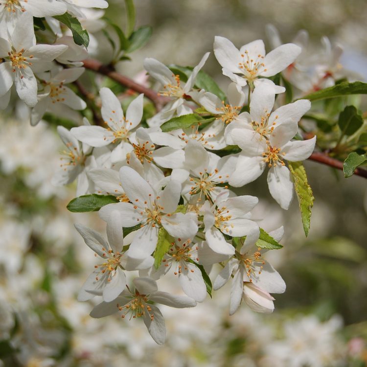Malus transitoria (flower)