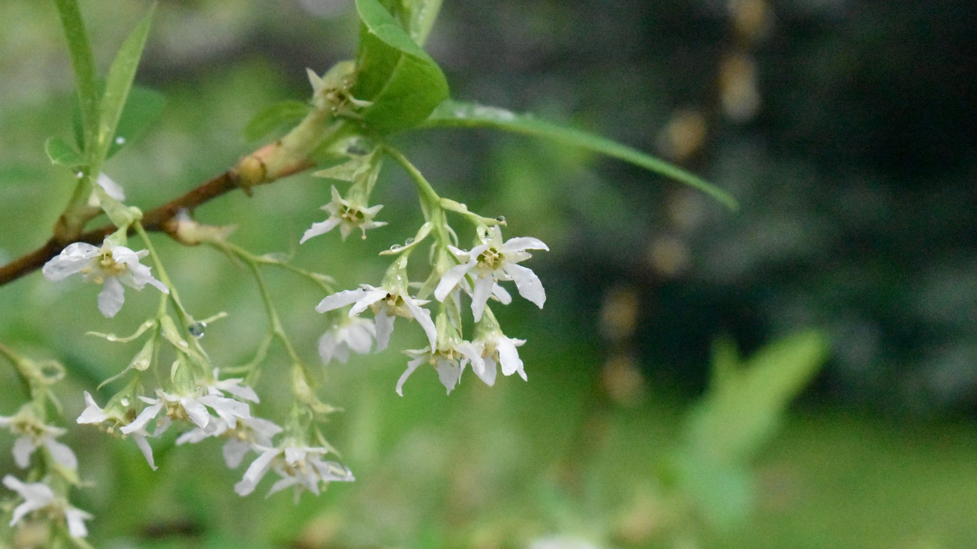 Oemleria cerasiformis