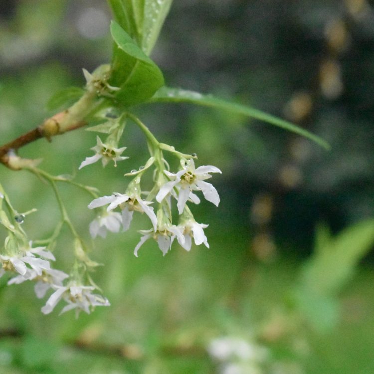 Oemleria cerasiformis