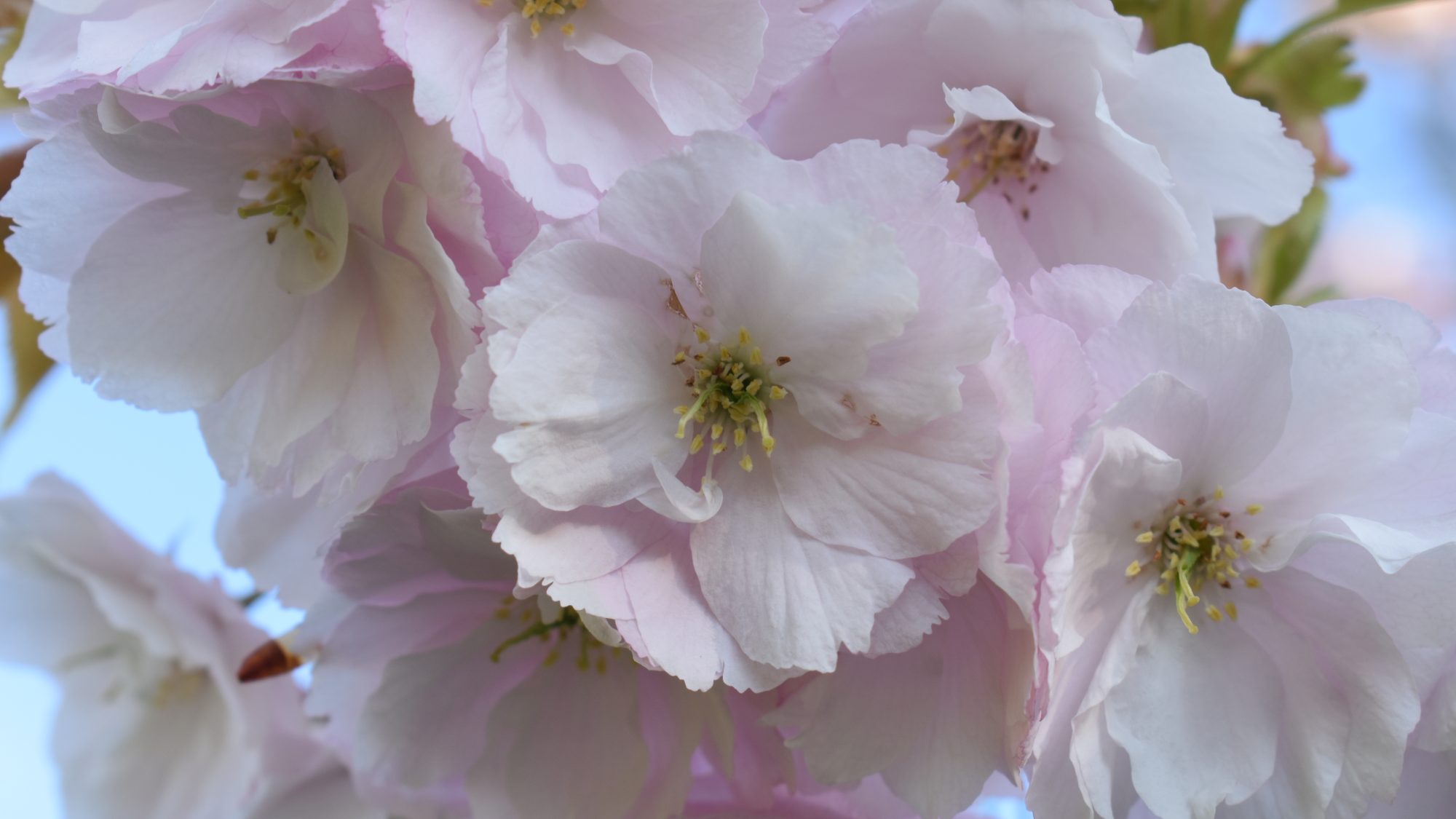 Prunus 'Ichiyo'