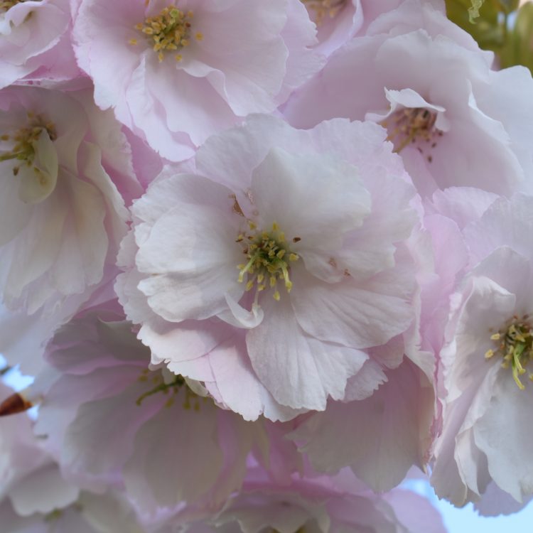 Prunus ‘Ichiyo’