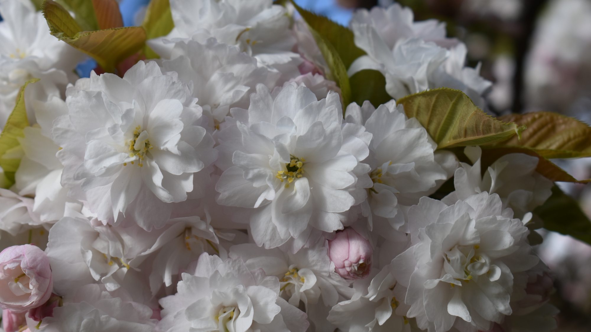 Cluster of white cherry blossom.
