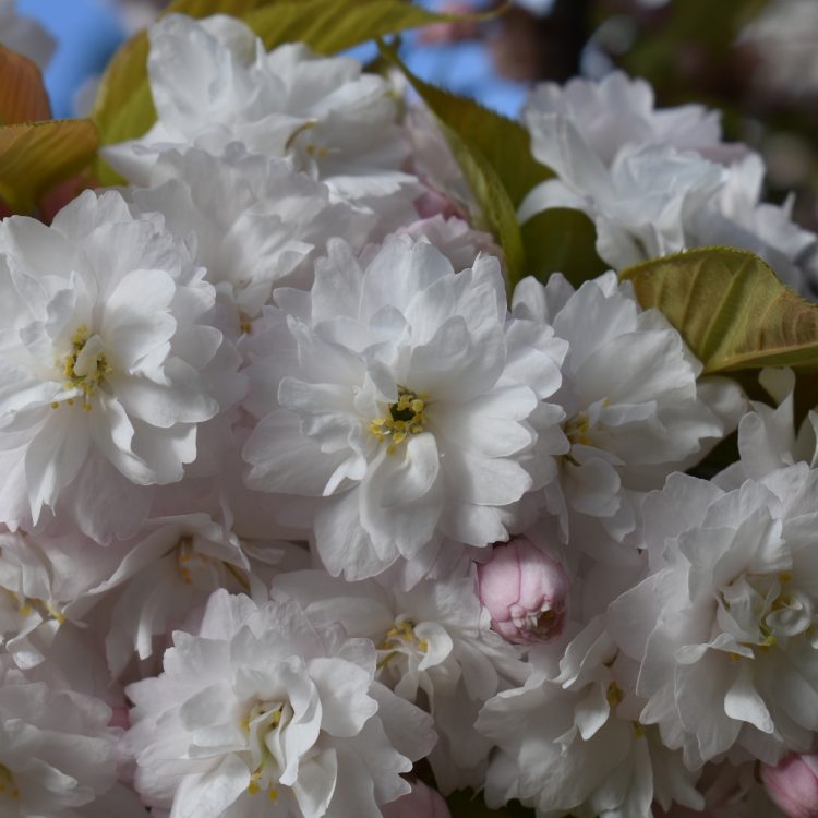 Prunus serrulata ‘Alboplena’