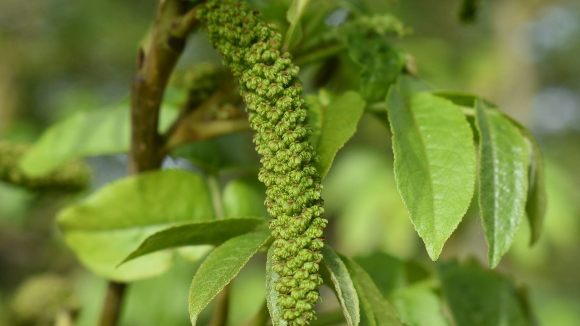 Pterocarya fraxinifolia