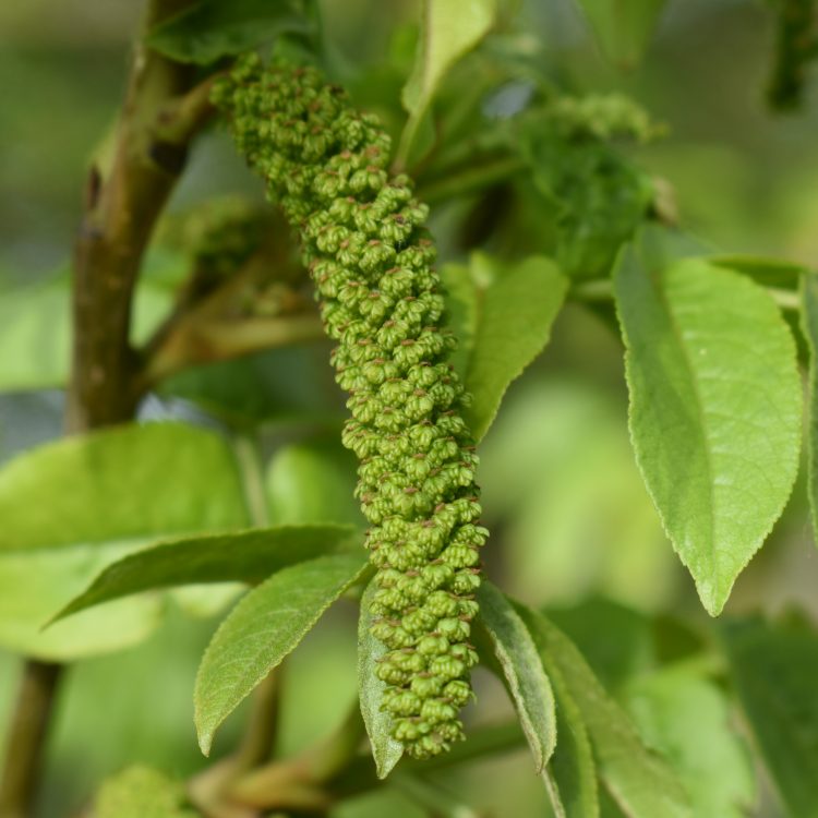 Pterocarya fraxinifolia
