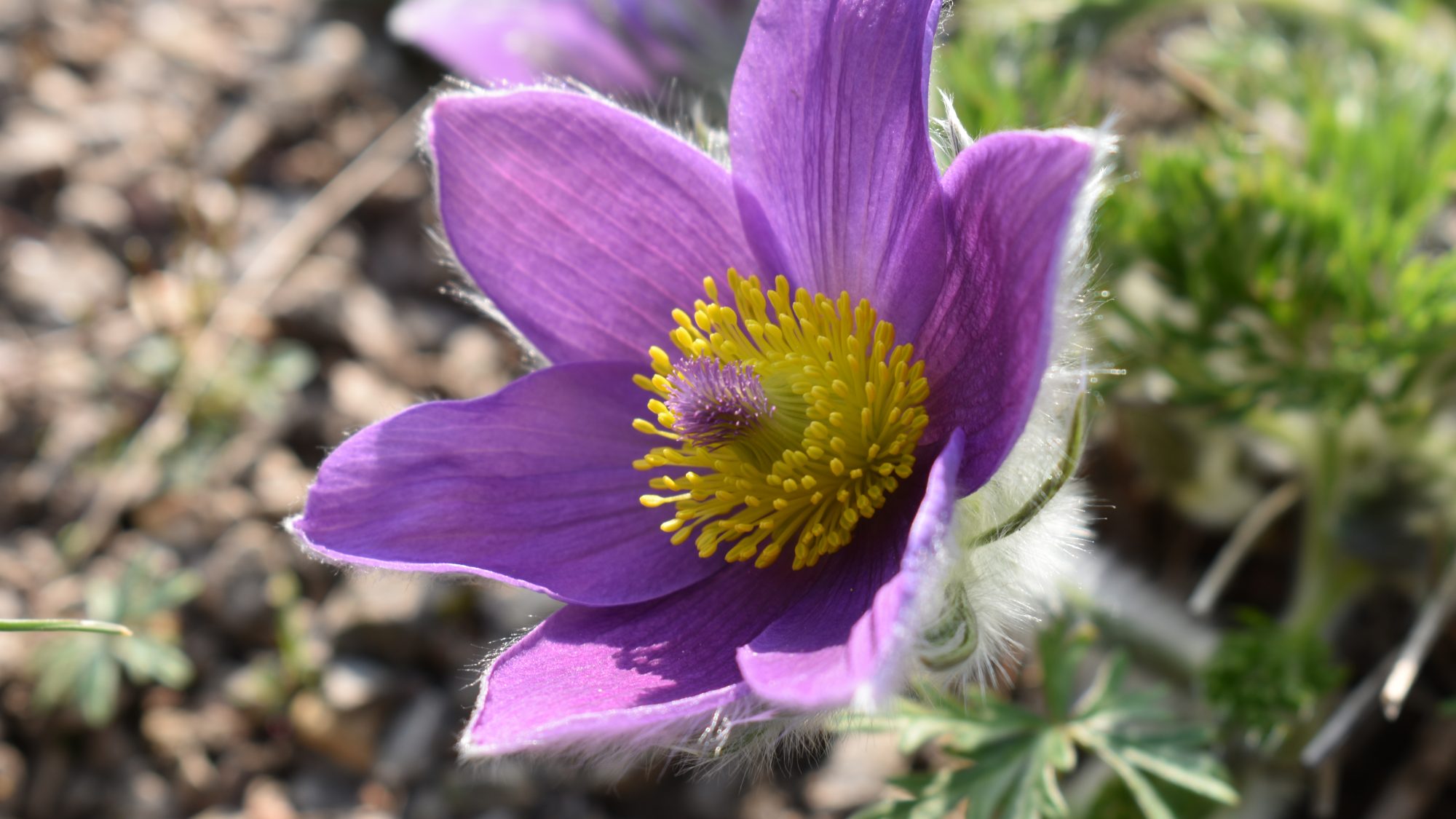 A Pasque Flower with delicate purple petals and a crowd of yellow stamens in the centre.