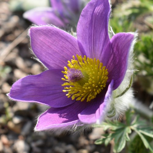 Plant Conservation Science