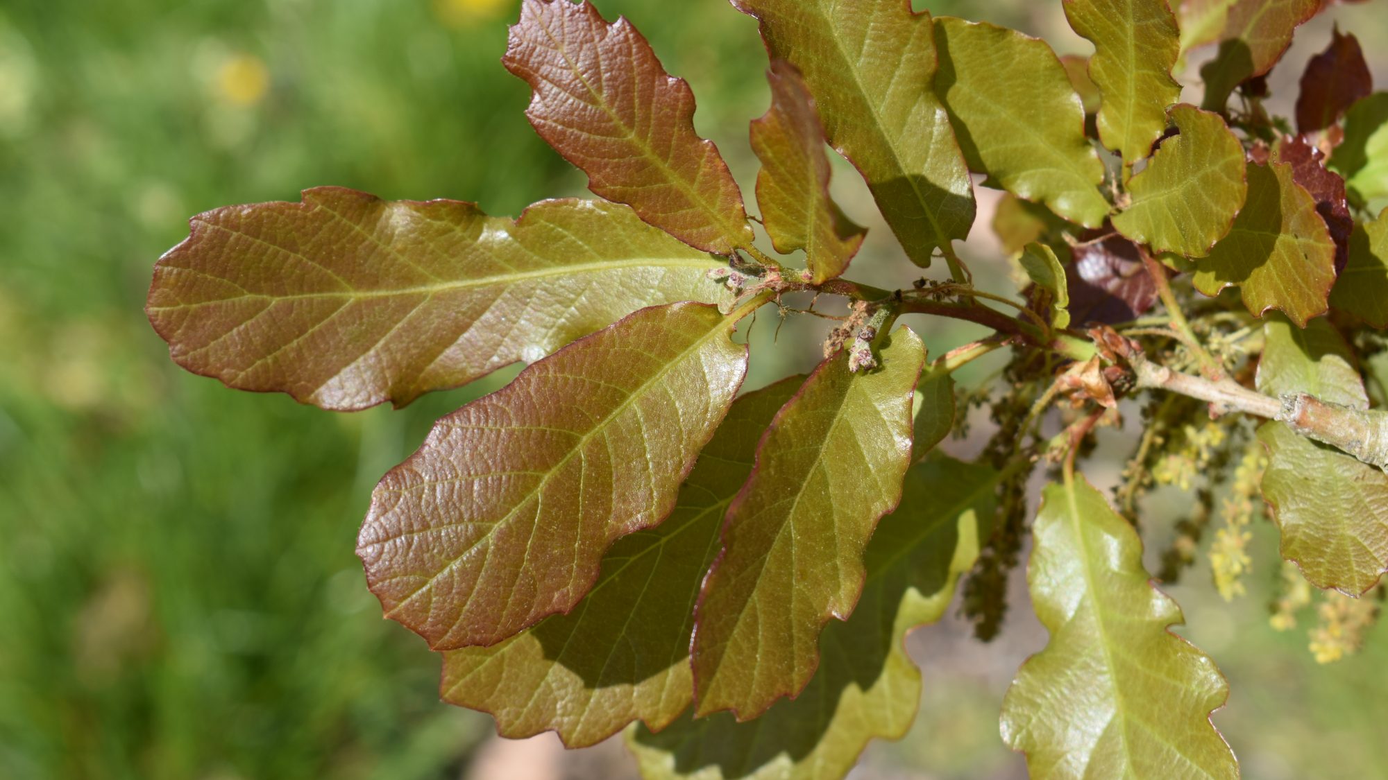 Quercus x warburgii