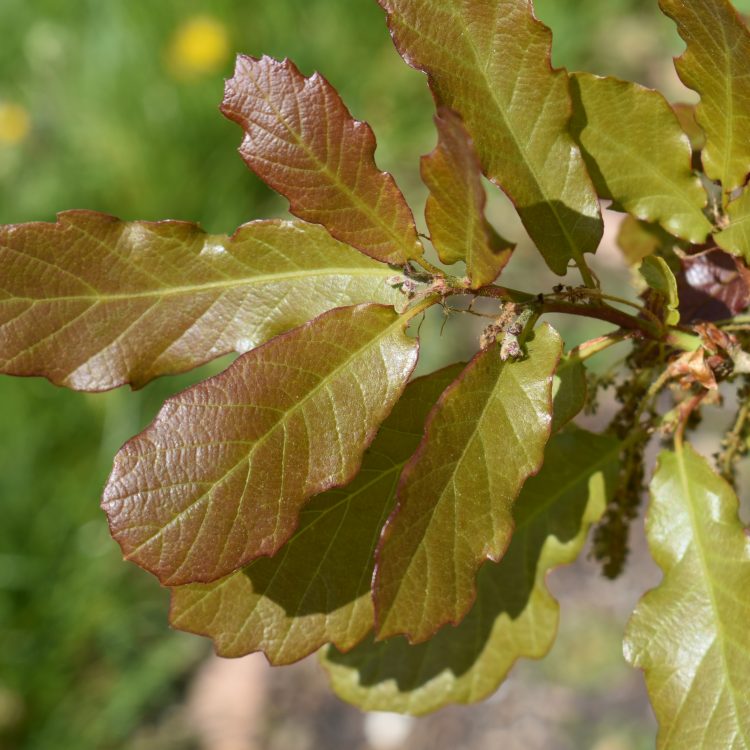 Quercus x warburgii