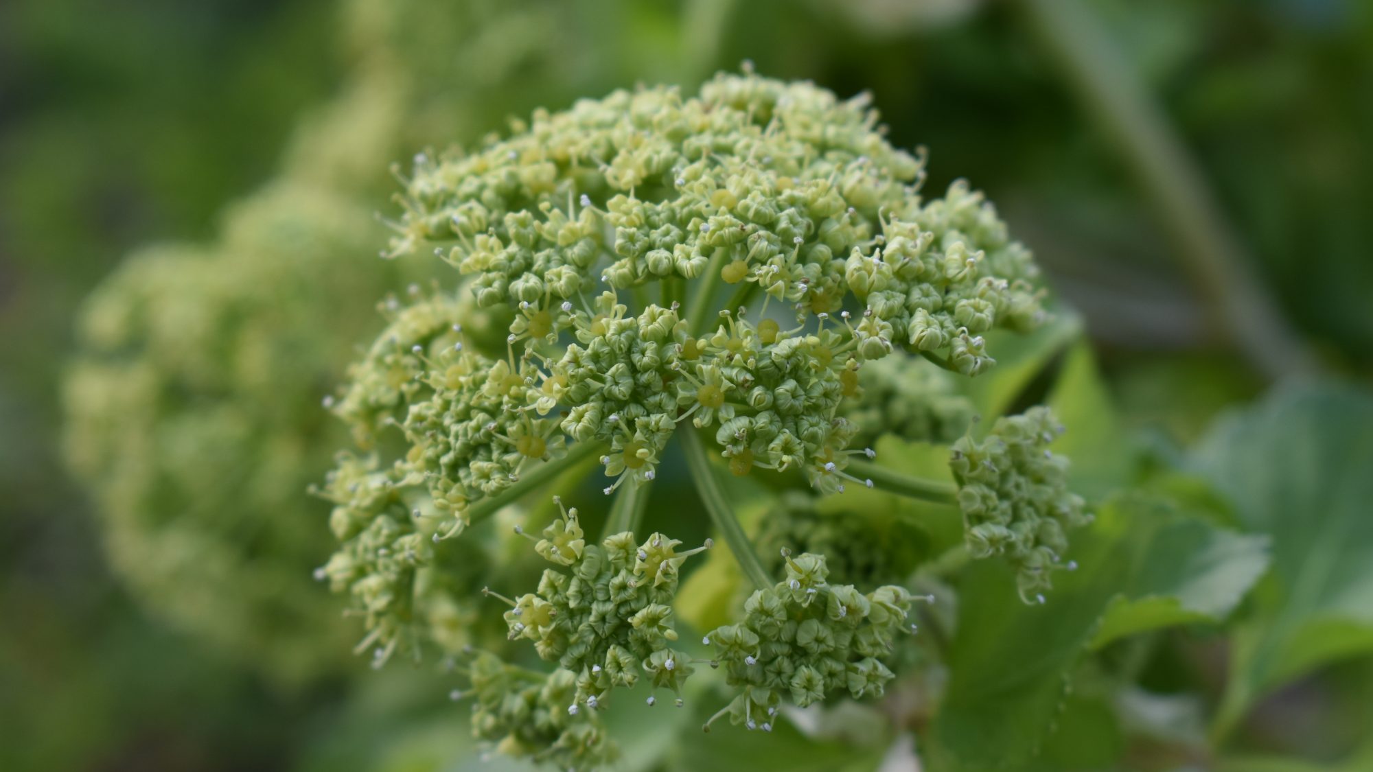 Smyrnium olusatrum