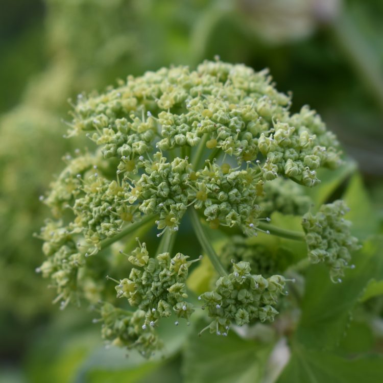 Smyrnium olusatrum