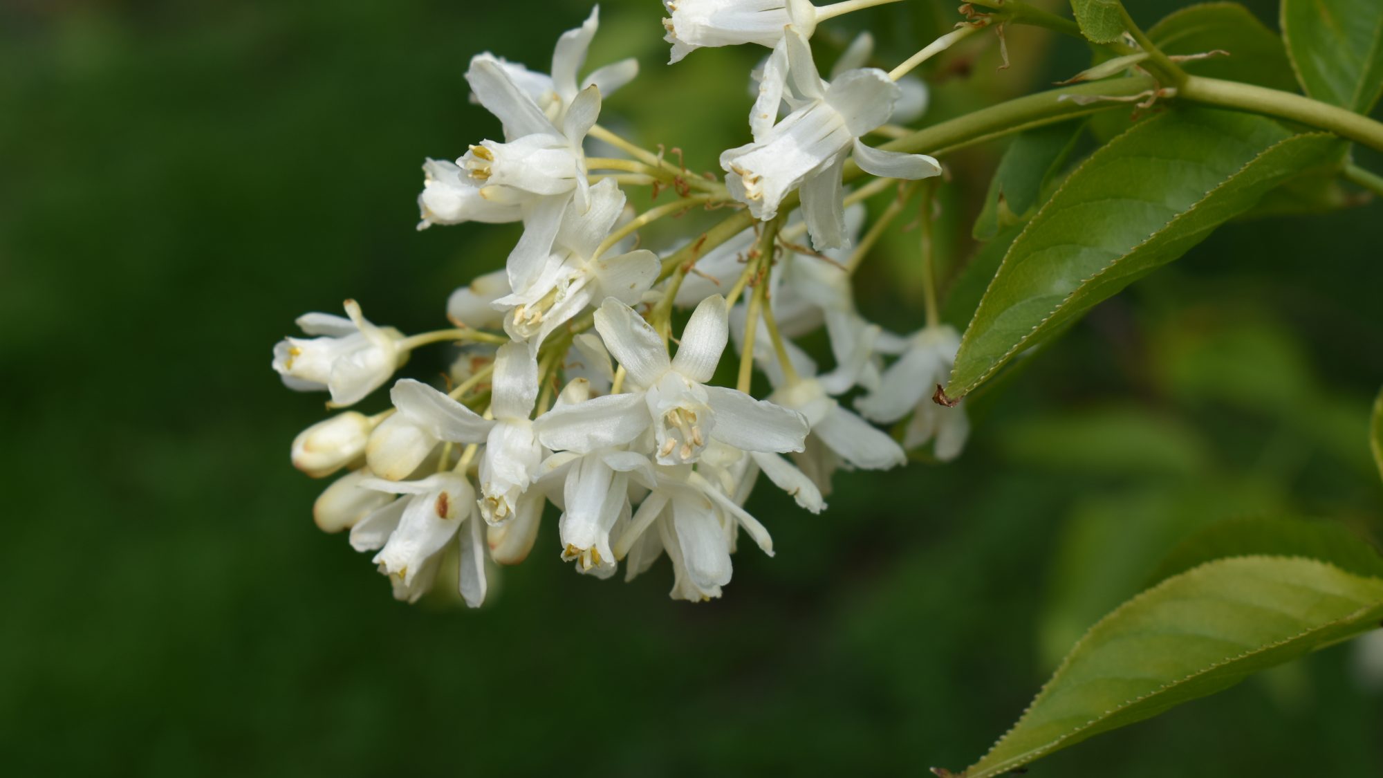 Cluster of white flowers.