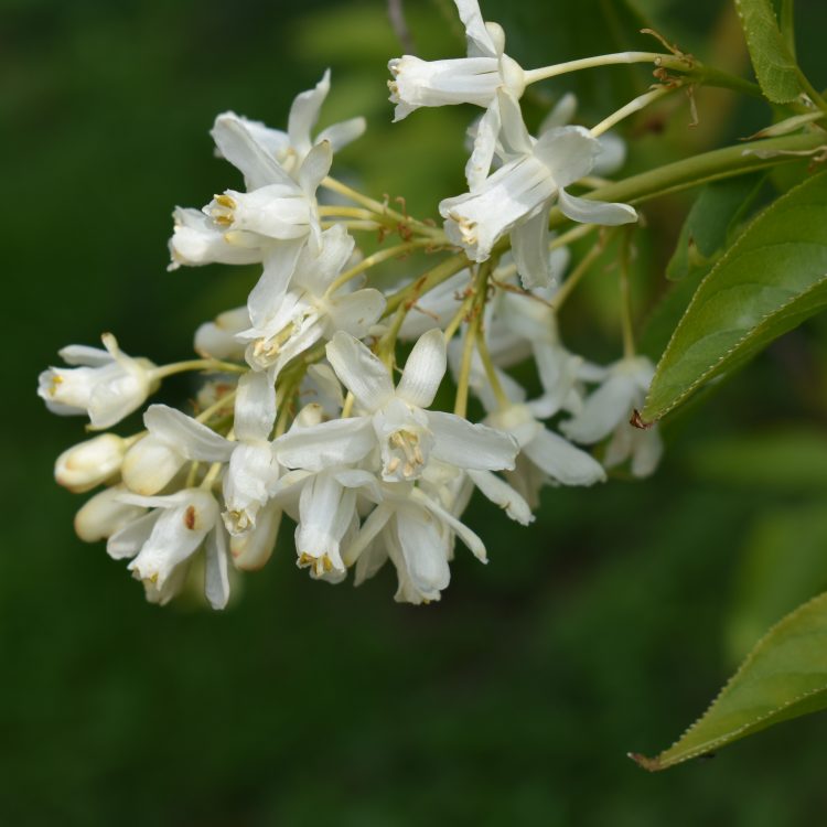 Staphylea colchica