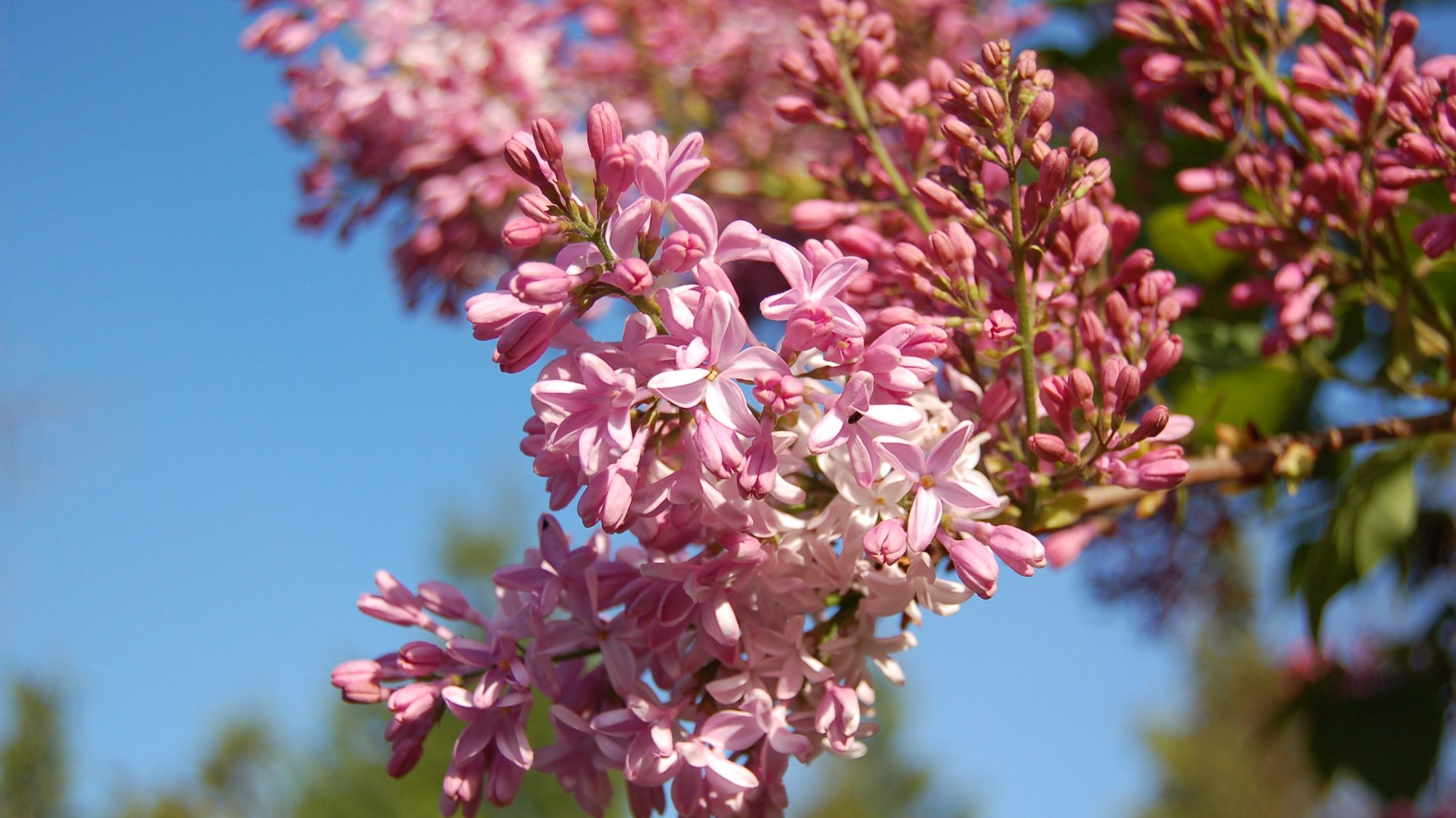 Heads of small, pink, star-shaped flowers.